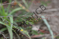 Phyllanthus virgatus